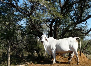 FwCow 2016.JPG - 2016 ARC National Best Elite Cow 